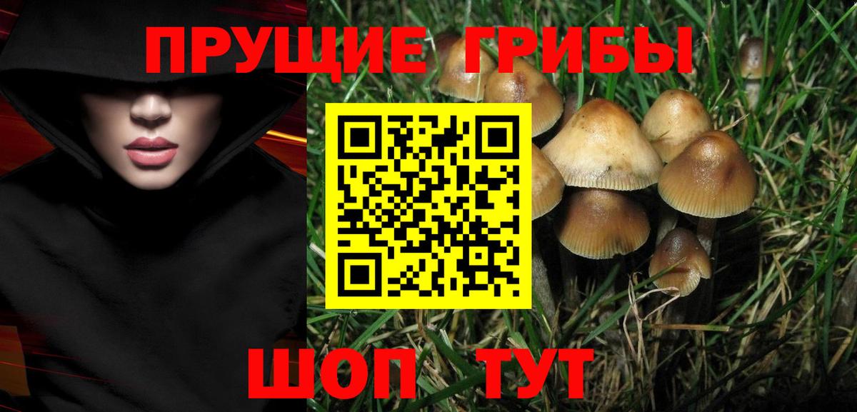 Лениногорск  Галлюциногенные грибы Cubensis  продажа наркотиков  Вход с VPN 